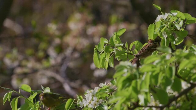 House sparrows and a European greenfinch sharing a blossoming pear branch then flying off one by one in spring, slow motion, Bulgaria