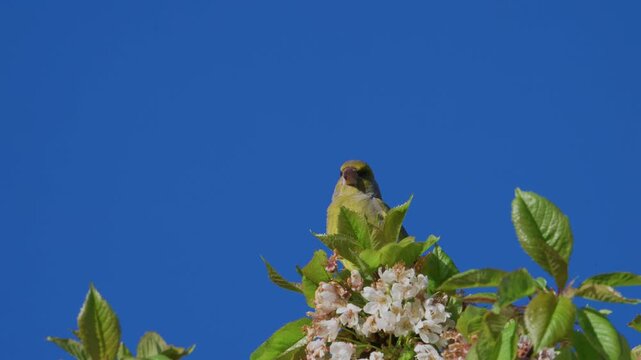 European greenfinch perched on a blossoming branch against blue sky before flying away in spring, slow motion, Bulgaria