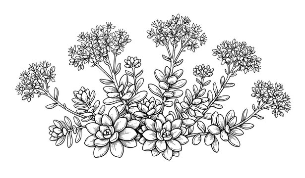 Sedum stonecrop botanical engraved vector illustration isolated on white background