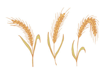 Fototapeta premium Set of hand drawn cereal wheat oat rye barley rice ears spikelet clipart Organic wheat bread agriculture farming harvest healthy food Single element for design print packaging label decor