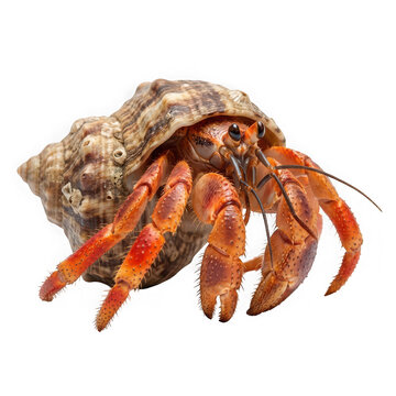 Close-up of Freshly Caught Lobster with Natural Shell Texture on White Background