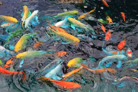 A vibrant scene of colorful koi fish swimming together in a clear pond, eagerly surfacing with open mouths as they gather for feeding time.