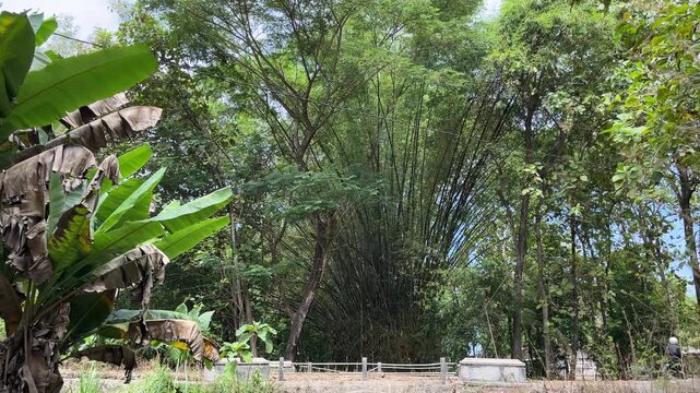 Lush tropical bamboo and banana trees sway gently near a rural roadside during sunny daytime, captured in wide angle with a peaceful countryside atmosphere highlighting natural greenery and village tr
