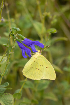 03091-00814 Cloudless Sulphur (Phoebis sennae) at Blue Ensign Salvia (Salvia guaranitica ' Blue Ensign') in Marion County, IL
