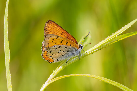 03129-00716 Bronze Copper (Lycaena hyllus) near pond DuPage Co. IL