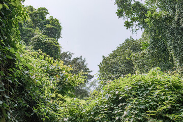Fototapeta premium Open sky gap appears through dense green growth. Leafy jungle border offers natural copy area. Bright canopy frame suits environmental design
