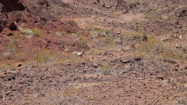 Nevada Bighorn sheep 