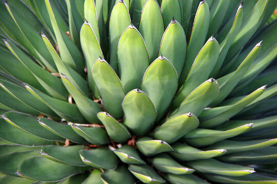 Full frame close-up view of an agave plant
