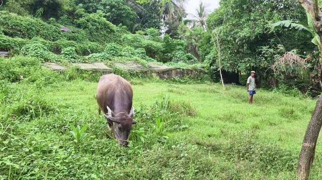 Authentic footage of a middle-aged man herding water buffalo across a lush tropical field