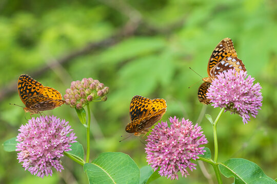 03322-02015 Great Spangled Fritillaries (Cupido comyntas) on Purple Milkweed (Asclepias purpurascens) Marion Co. IL