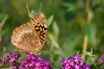 03322-017.05 Great Spangled Fritillary (Speyeria cybele) on Butterfly Bush (Buddleia davidii) Marion Co. IL © Daybreak Imagery
