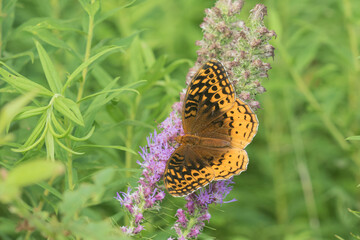 03322-01801 Great Spangled Fritillary (Speyeria cybele) on Prairie Blazing Star (Liatris pycnostachya) Stephen A. Forbes State Park Marion Co. IL © Daybreak Imagery