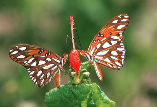 03305-003.08 Gulf Fritillaries (Agraulis vanillae) on Turks Cap (Malvaviscus arboreus var. Drummondii) NABA Butterfly Park, Mission, TX