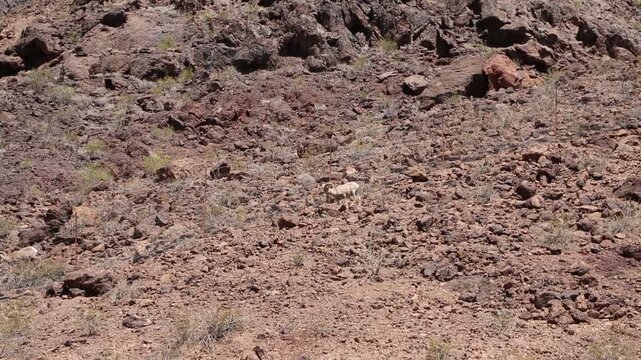 Two Bighorn sheep - Nevada