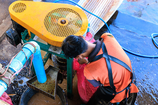 Worker Operates Mechanical Coffee Cherry Pulper Machine In Rural Agriculture Processing Facility