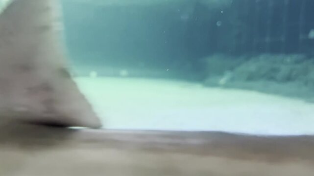 Leopard shark and blacktip reef shark swimming in large public aquarium tank. Professional marine biology footage for predator behavior study, aquatic eco-tourism and ocean wildlife conservation