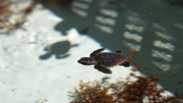 Baby Sea Turtle Hatchling Swimming Near Water Surface Over Seaweed in Shallow Coastal Water