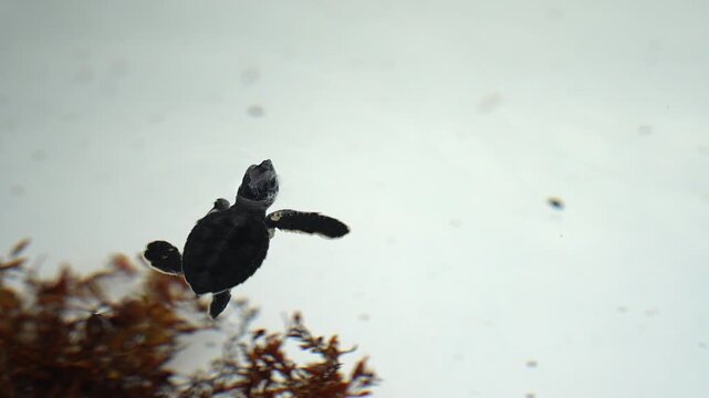 Baby Sea Turtle Hatchling Swimming Near Water Surface Over Seaweed in Shallow Coastal Water