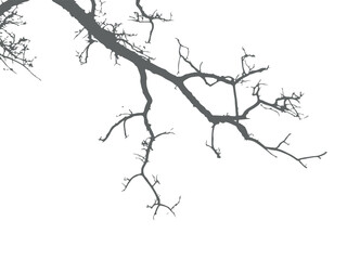 Fototapeta premium A grey silhouette of bare tree branches stretching across a stark white background