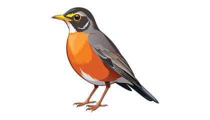Fototapeta premium European robin birds clipart vector illustration