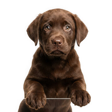Brown Labrador Retriever Puppy Sitting with Curious Expression Against White Background
