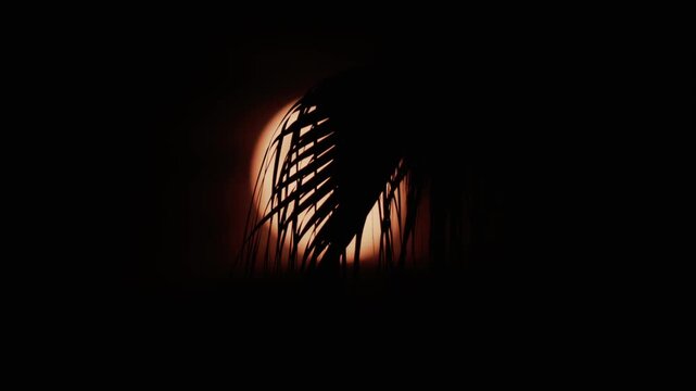 Dramatic silhouette of palm tree leaves against large glowing red sunset sun in dark night sky.