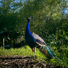 Obraz premium Male Peacock Standing in Full Profile with Vivid Blue Plumage and Turquoise Tail Feathers Against Tropical Bamboo Garden in Bohol, Philippines