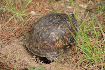 Obraz premium Turtle with a hole in the ground
