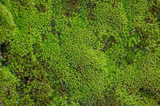 ナチュラルな苔のグリーン背景