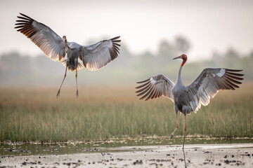Naklejka premium January 23, 2026: A panoramic view of a flock of Red-crowned Cranes, also known as Eastern Cranes, in the Anlung Pring Conservation Area (Cambodia).