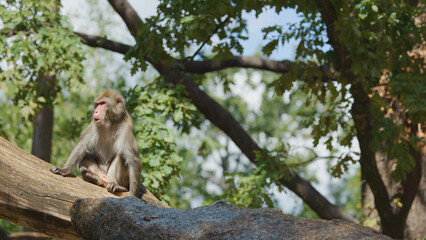Fototapeta premium Alert macaque monkey perched on a large branch in a lush habitat