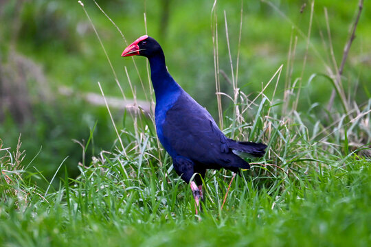 Pukeko bird standing in green grass
