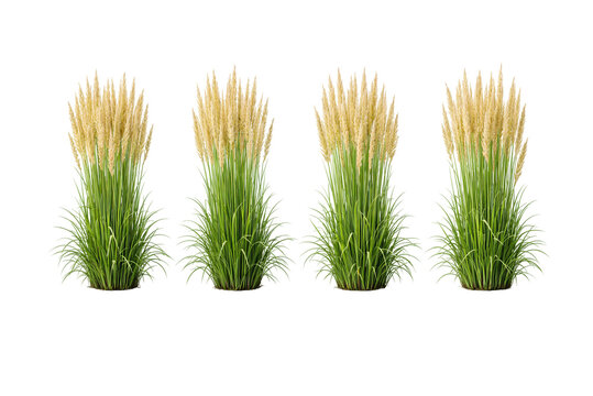 green grass isolated on white