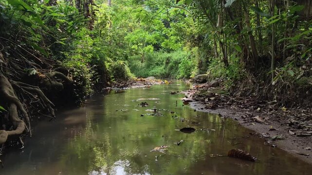 Serene footage of a calm, clear stream flowing gently through a lush tropical forest, illuminated by warm, golden sunlight filtering through the tree canopy