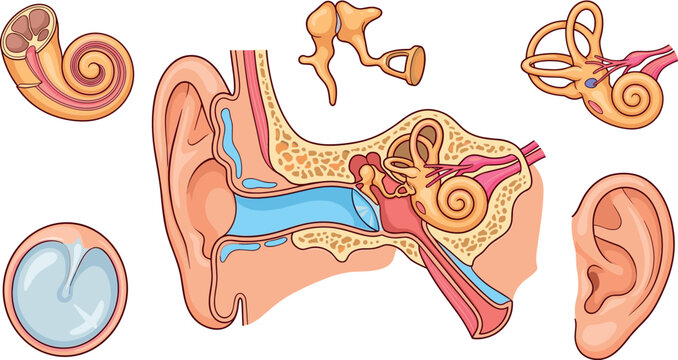 Human Ear Anatomy Vector Illustration Set Featuring Cross Section Diagrams Auditory Canal Cochlea Tympanic Membrane Ear Bones and Outer Pinna Structure