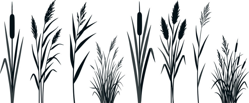 Reed and Cattail Silhouette Vector Set Featuring Marsh Grass Bullrush Cane Reeds Phragmites and Swamp Plants for Nature Landscape and Lakeside Designs