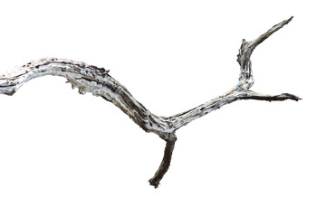 Obraz premium Natural branch, single branch, tree branch