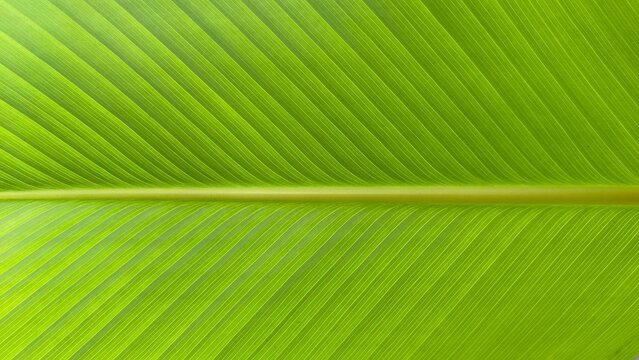 Vibrant green leaf with fine parallel veins. Natural texture shows life and growth. Ideal for backgrounds or botanical themes. Soft lighting highlights leaf's fresh structure