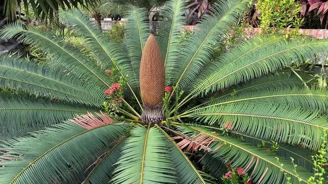Symmetrical Tropical Cycad Plant With Large Central Cone in Botanical Garden