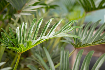 Green tropical foliage background with serrated leaves of exotic plant © Kwangmoozaa