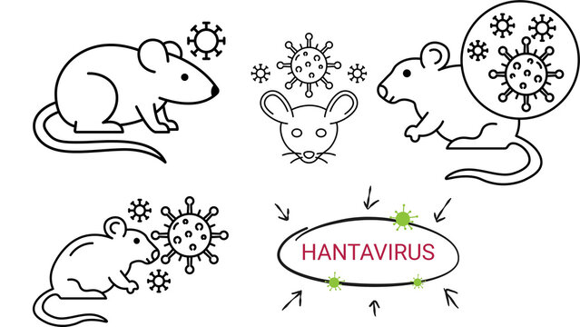 Hantavirus refers to a family of viruses spread mainly by rodents (such as mice and rats). It can cause severe, sometimes fatal, illnesses in humans.