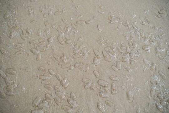 Transparent salpa sea creatures washed ashore by waves lying scattered on flat wet sandy beach. Marine biology concept