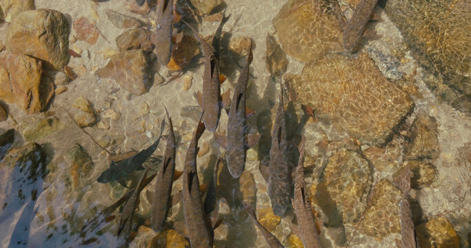School of wild fish swimming in shallow clear river water over a rocky bottom. Natural aquatic life in a mountain stream or tropical creek environment.
