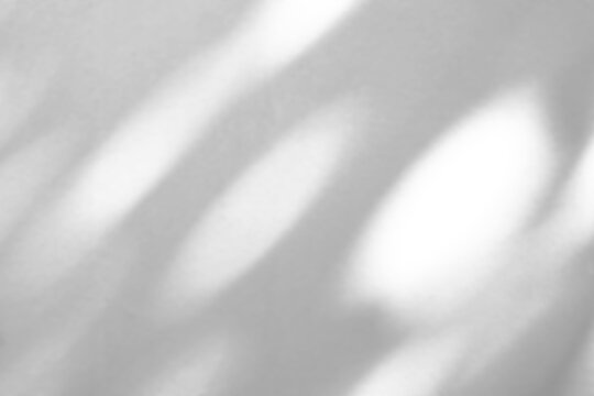 Abstract natural tree branch leaves shadow on white wall background