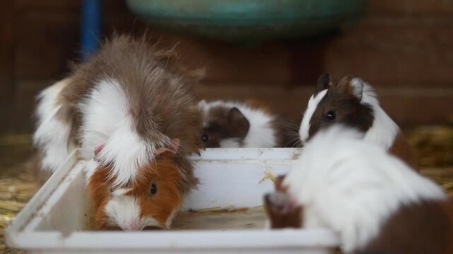 Guinea pigs drink and interact in a cozy setting