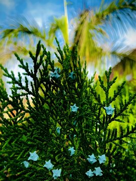 *Title: Crimson Hibiscus Reaching Toward a Clear Blue Sky in Sunlit Splendor*

The image captures the bold beauty of red hibiscus flowers blooming against a clear, deep blue sky. The main flower stand