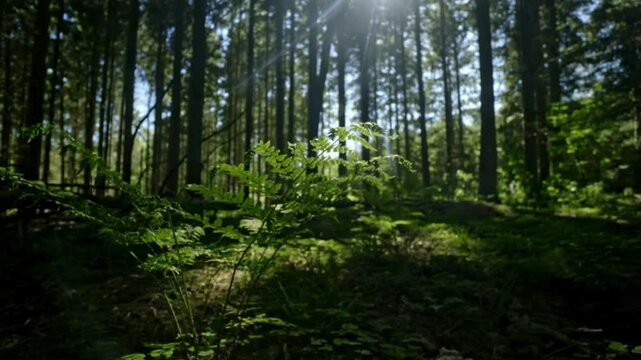 Sun-drenched forest floor with lush green ferns, cinematic sunlight filtering through tall pine trees, serene woodland landscape in a wild coniferous forest