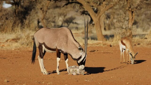 A gemsbok antelope licking a salt block during the dry season, South Africa