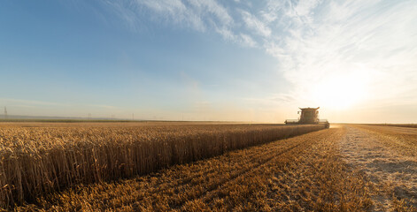 Plakat Combine harvesters during the wheat harvest