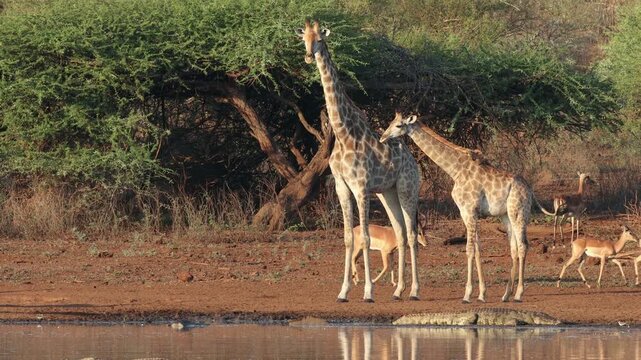 Giraffes and impala antelopes at a waterhole with a crocodile, Kruger National Park, South Africa 